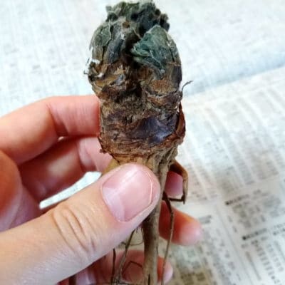 プラントブラザーズ