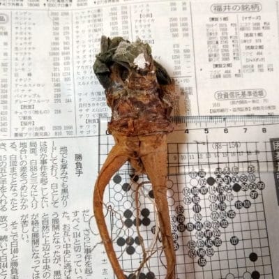 プラントブラザーズ