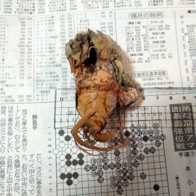 プラントブラザーズ