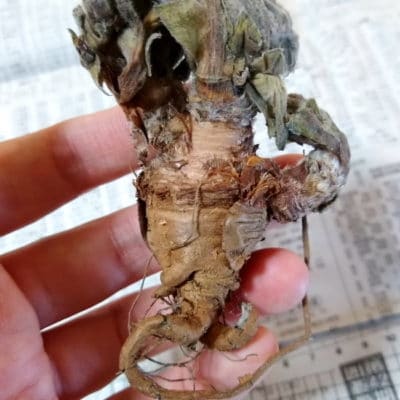 プラントブラザーズ