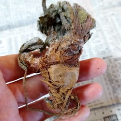 プラントブラザーズ