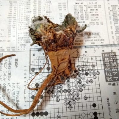 プラントブラザーズ