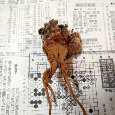 プラントブラザーズ