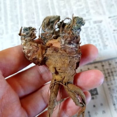 プラントブラザーズ