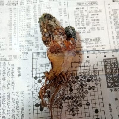 プラントブラザーズ