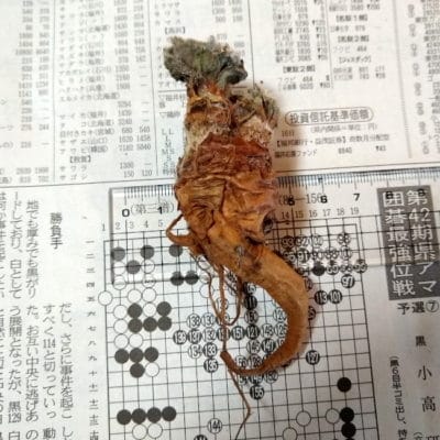 プラントブラザーズ
