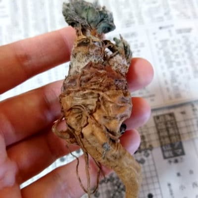 プラントブラザーズ