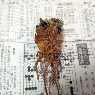プラントブラザーズ