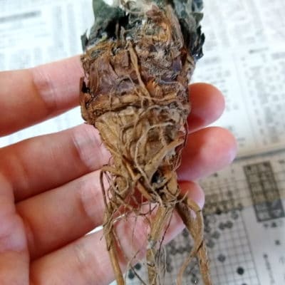 プラントブラザーズ