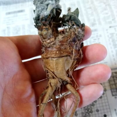 プラントブラザーズ