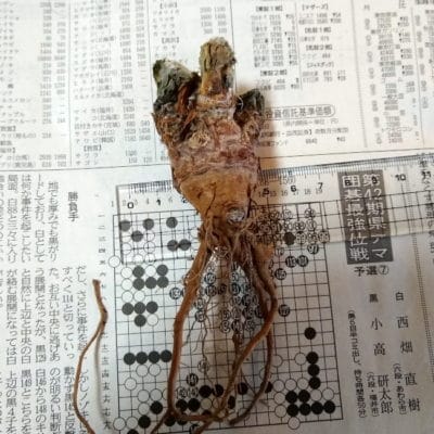 プラントブラザーズ