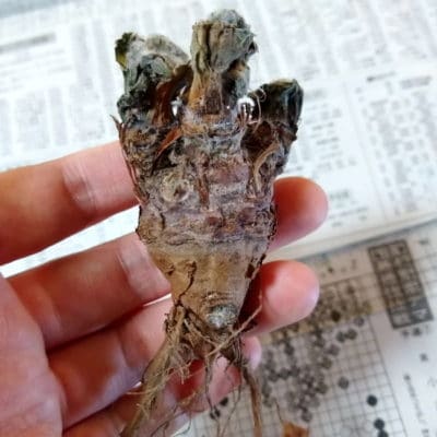 プラントブラザーズ