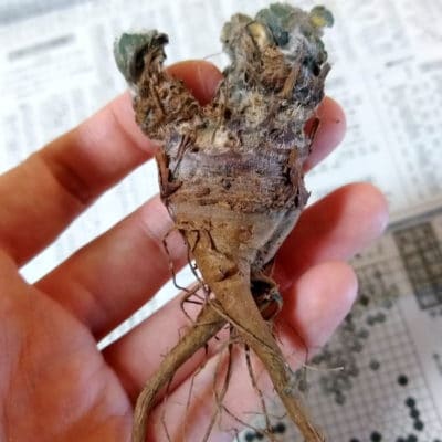 プラントブラザーズ