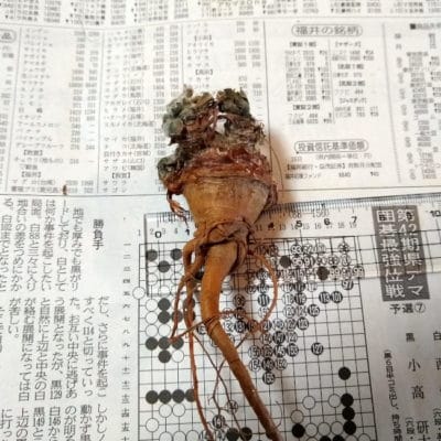 プラントブラザーズ