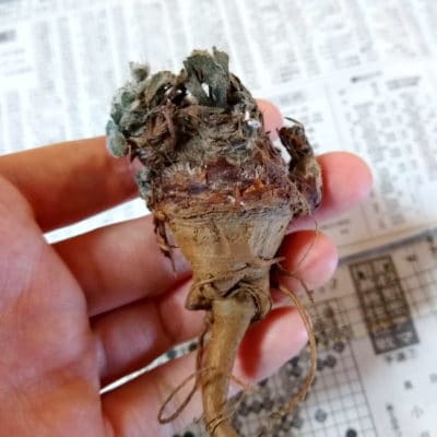 プラントブラザーズ