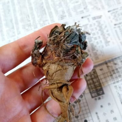プラントブラザーズ
