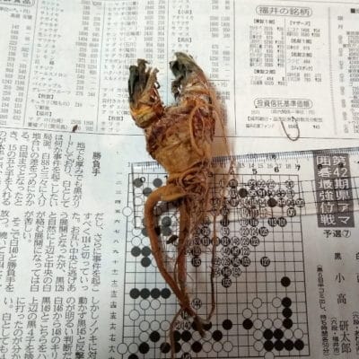 プラントブラザーズ