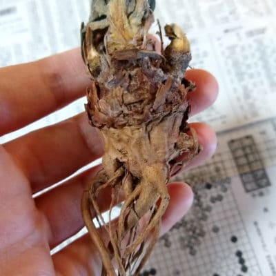 プラントブラザーズ