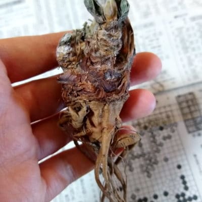 プラントブラザーズ