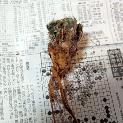 プラントブラザーズ