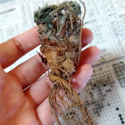 プラントブラザーズ