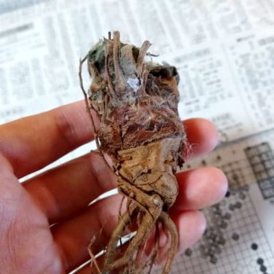 プラントブラザーズ