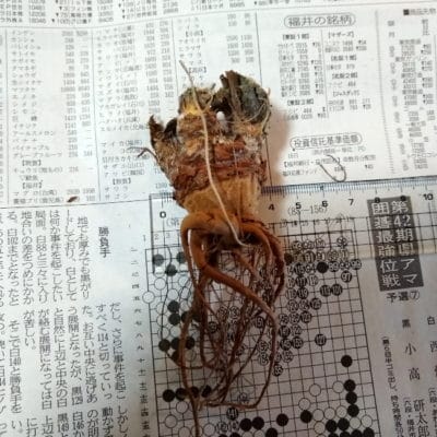プラントブラザーズ