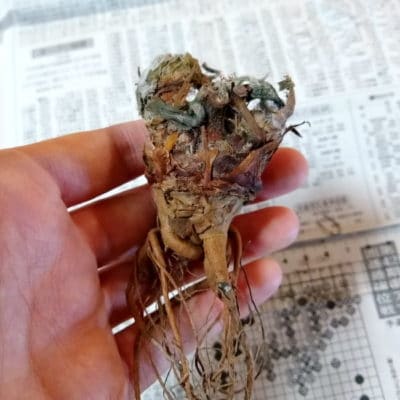 プラントブラザーズ