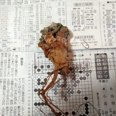 プラントブラザーズ