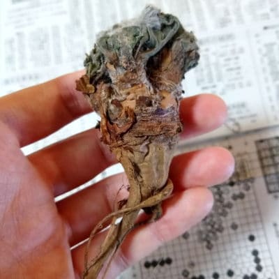 プラントブラザーズ