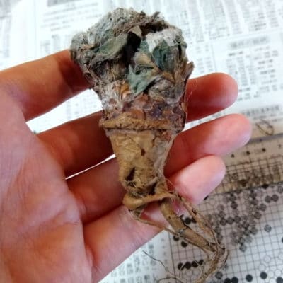 プラントブラザーズ