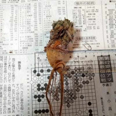 プラントブラザーズ