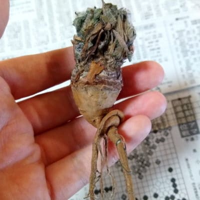 プラントブラザーズ