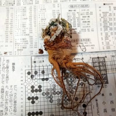 プラントブラザーズ