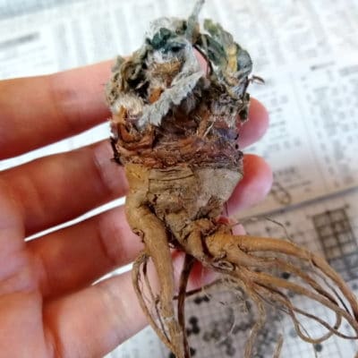 プラントブラザーズ