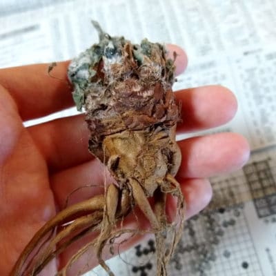 プラントブラザーズ