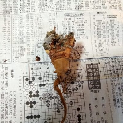 プラントブラザーズ