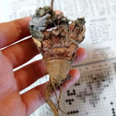 プラントブラザーズ