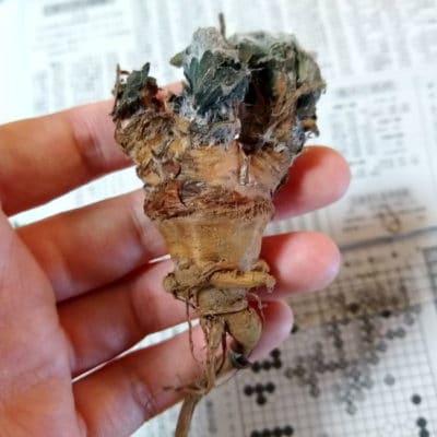 プラントブラザーズ