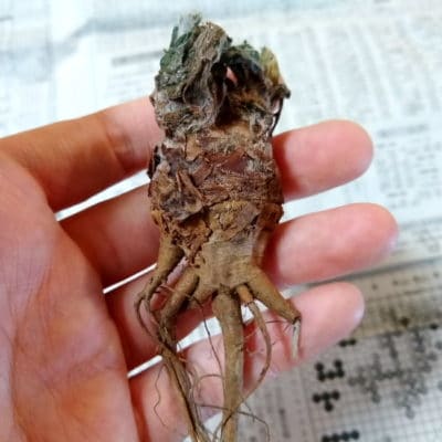 プラントブラザーズ