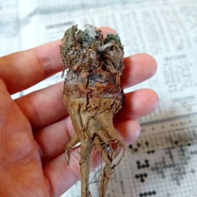 プラントブラザーズ