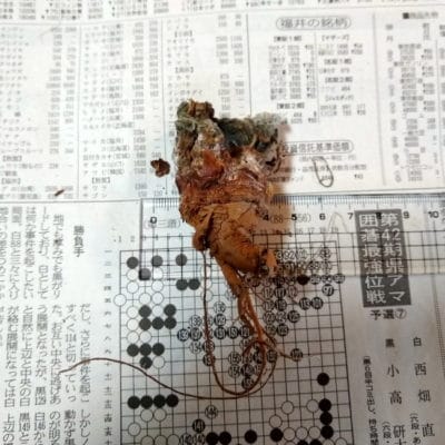 プラントブラザーズ