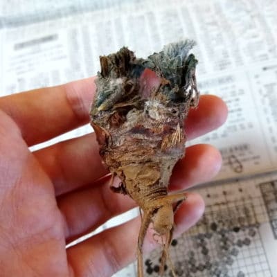 プラントブラザーズ