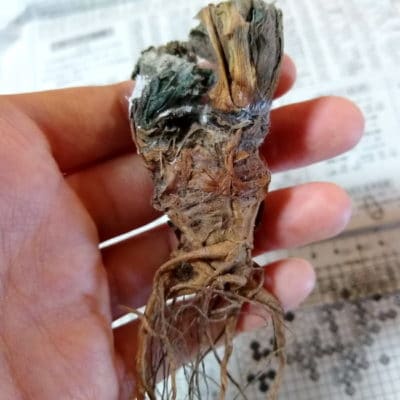 プラントブラザーズ