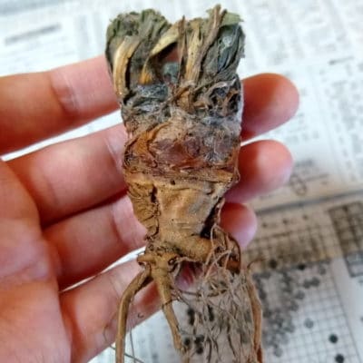 プラントブラザーズ