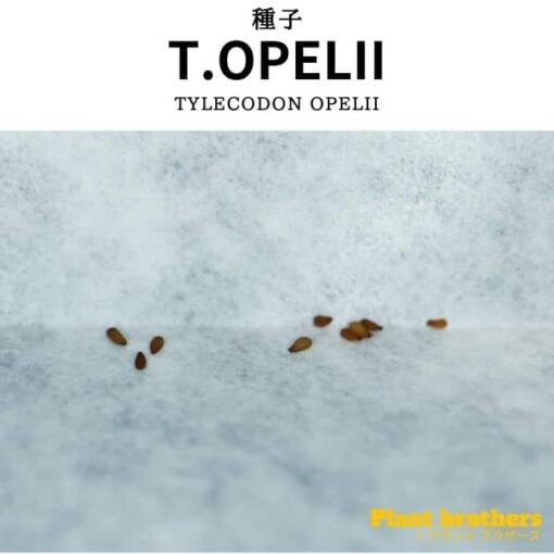 Tylecodon opelii