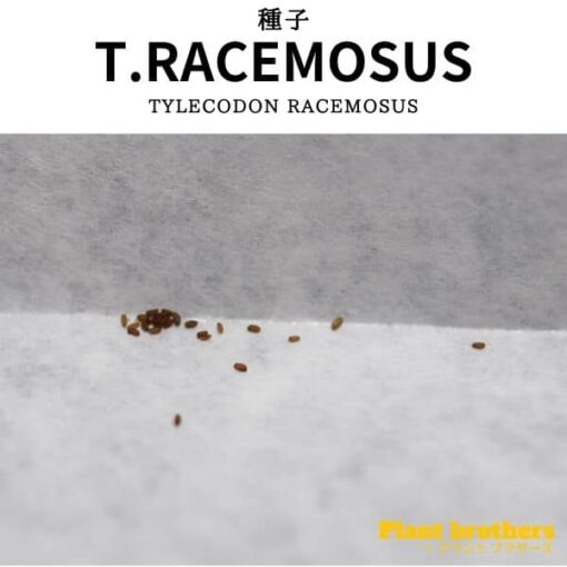 Tylecodon racemosusの種子