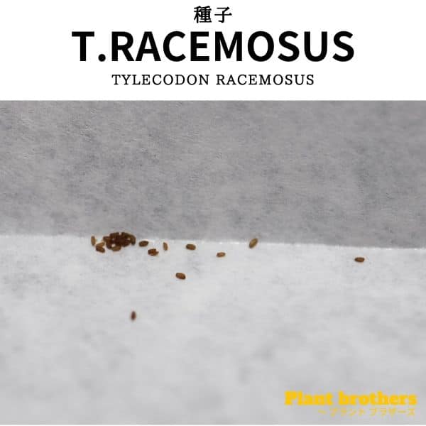 Tylecodon racemosusの種子