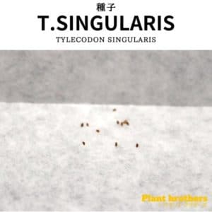 Tylecodon singularis