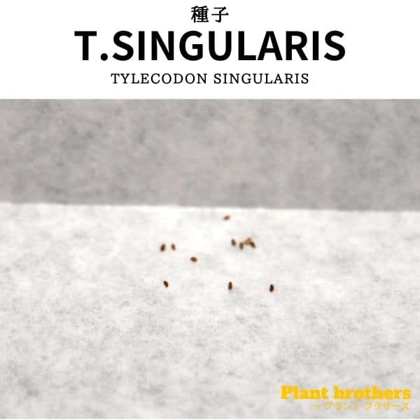 Tylecodon singularis